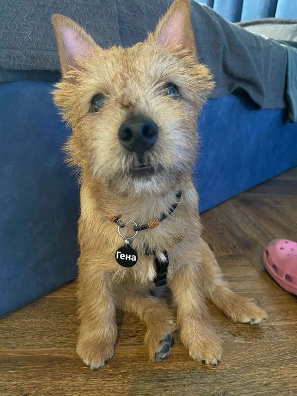 Адресник для собачек и кошечек, с гравировкой большая хромированная "Косточка" 38*25мм (металл)