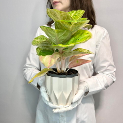 «Аглаонема»