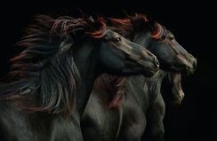 Horses