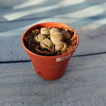 Lithops sp. (Литопсы)