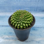 Gymnocalycium Spineless Crested form (Гимнокалициум Кристатный)