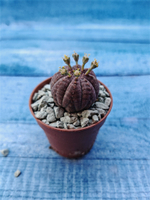 Euphoria Obesa (Эуфорбия)