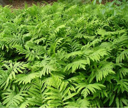 Оноклея чувствительная. Onoclea sensibilis.