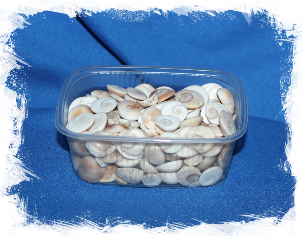 Крышечки ракушек Турбо коричневые (мелкие), 0,8-1,8см, 100гр, 50шт