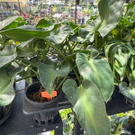 Филодендрон ROGUSUM ABERRANT FORM