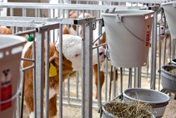 Крепление для ведер 8 л для телят и козлят