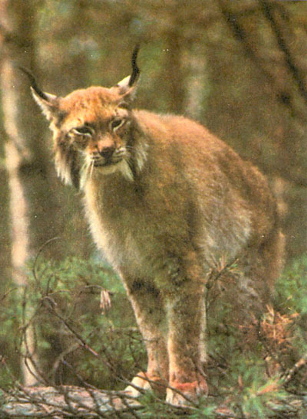 Заповедники Дальнего Востока