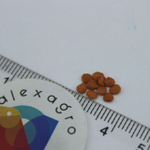 Эпик F1 семена баклажана (Seminis / ALEXAGRO) семена