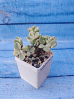 Portulacaria Afra Variegata (Портулакария)