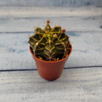 Gymnocalycium Friedrichii (Гимнокалициум)