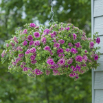 Петуния Тумбелина Дарси Роза