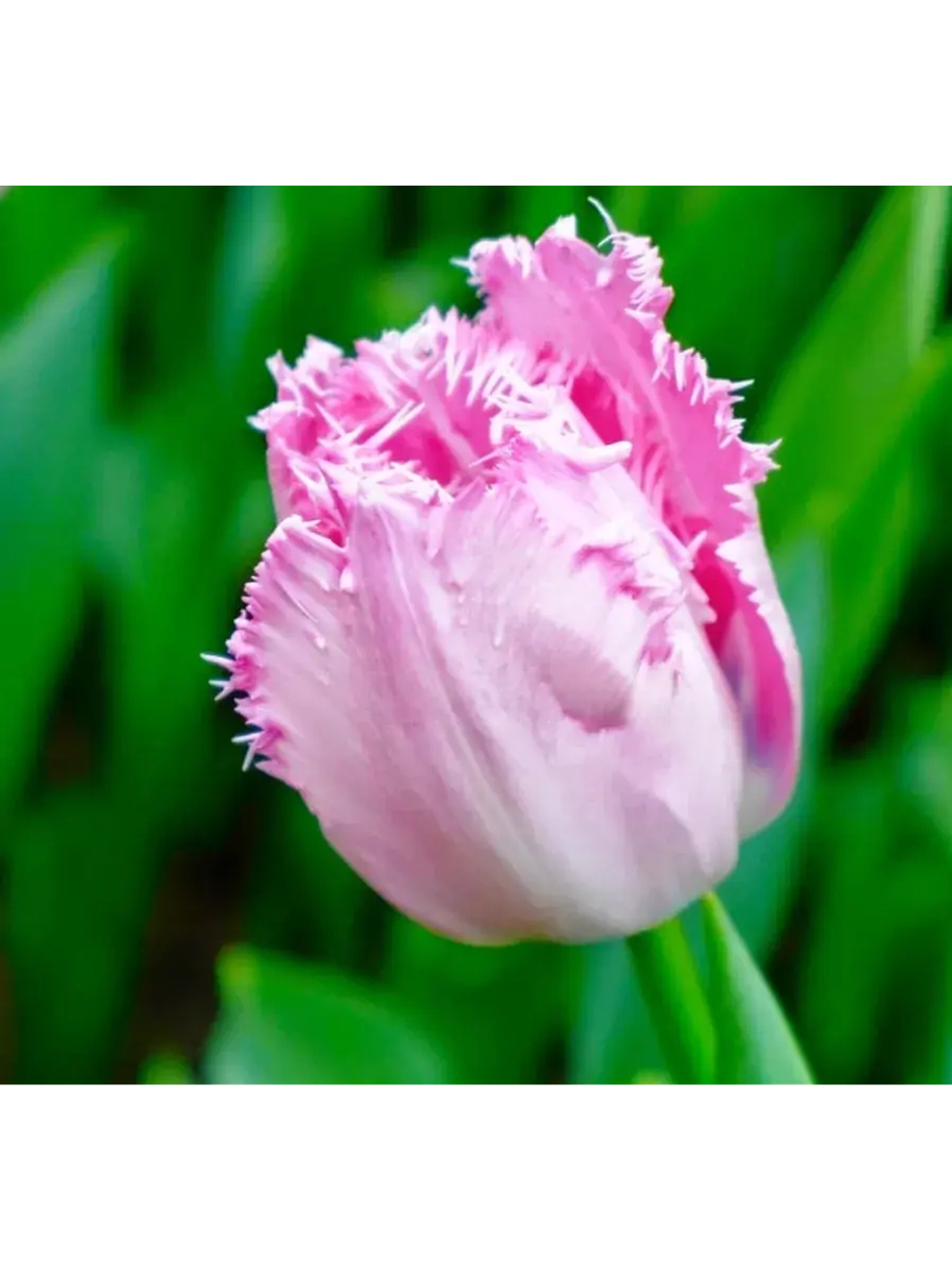 Тюльпаны пионовидные ,луковицы ZANZIBAR розовые (4 штуки)