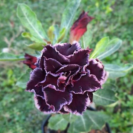 Адениум MADEIRA