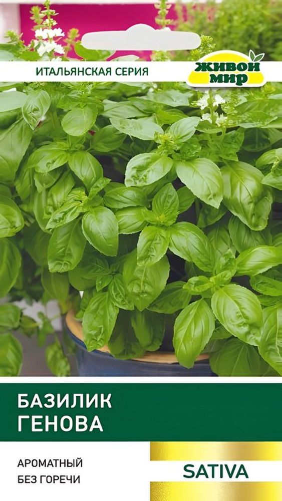 Базилик "ЖМ. Гeнoвa" 1г., Польша.