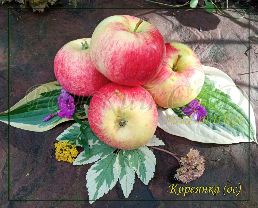 Яблоня Кореянка