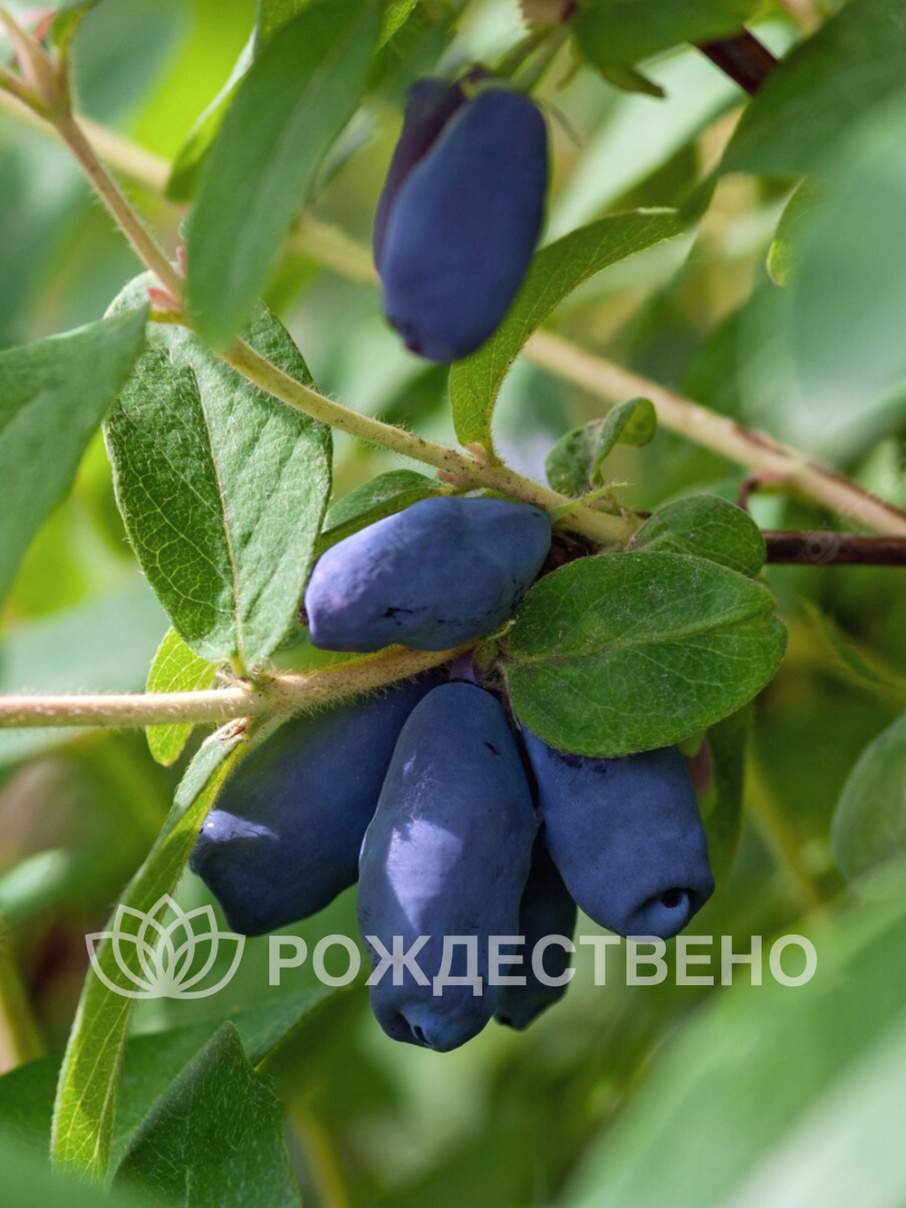 Жимолость Фиалка