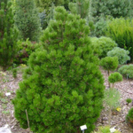 Сосна белокорая Компакт Джем С12 50-60