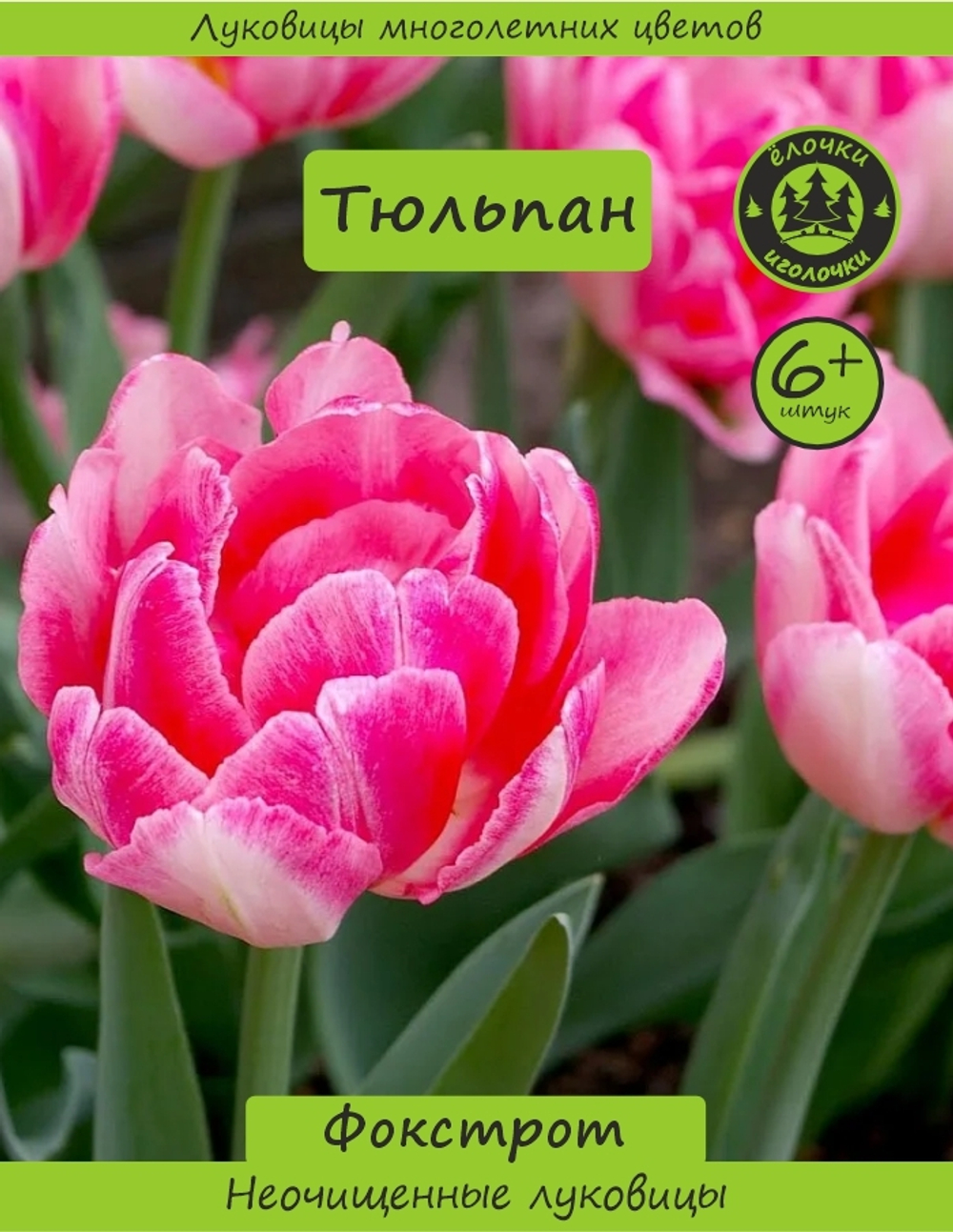 Тюльпан Луковица, Фокстрот, 6+ шт