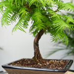 Бонсай Метасеквойя