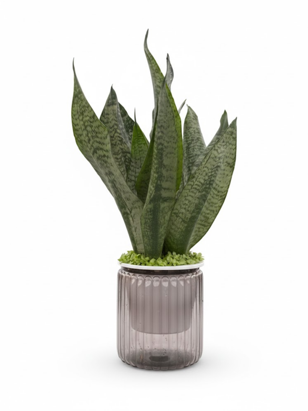 Сансевиерия Mini Forest д.12