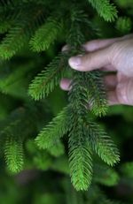 Ель искусственная «Мисхор» (Литая хвоя) 150 см / 1.5 м