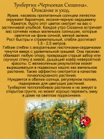 Тунбергия Черноокая Сюзанна лиана
