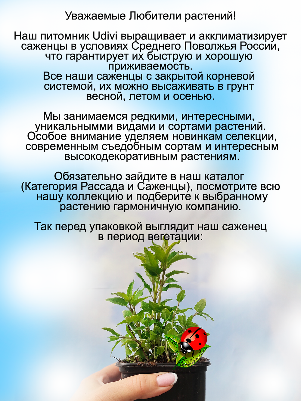 Монарда Би Брайт Садовый бергамот