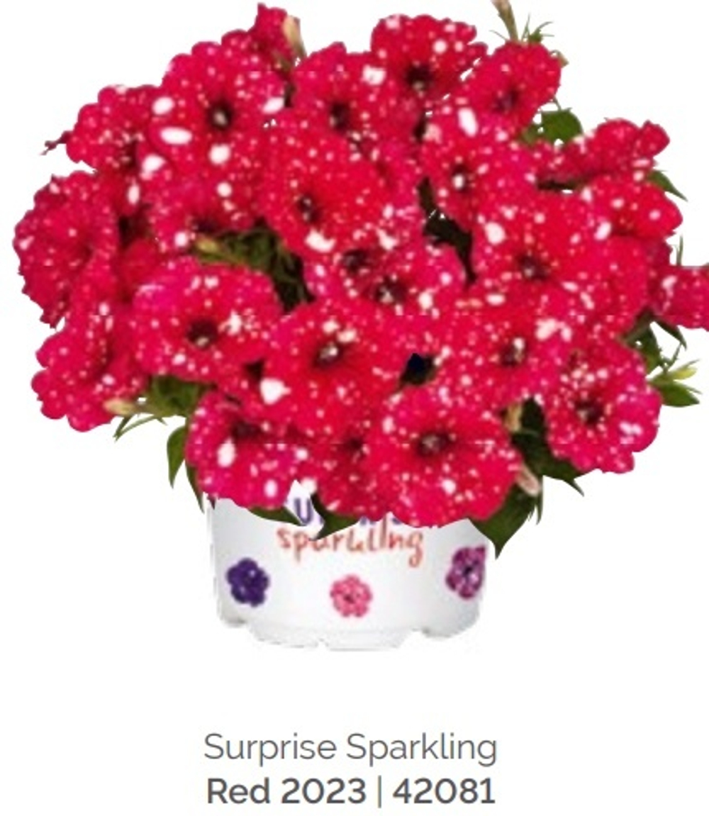 ЕВРО Петуния Surprise Sparkling Red ОКС укорененный черенок. Март