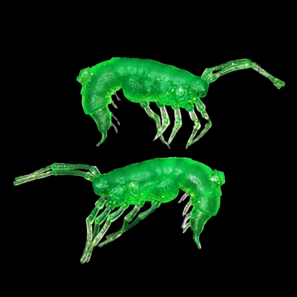 Рыболовные, силиконовые приманки. Рачки мормыш RuBaits Shrimp креветка. Набор для рыбалки на щуку, судака, окуня, форель. Зимняя рыбалка, микроджиг.