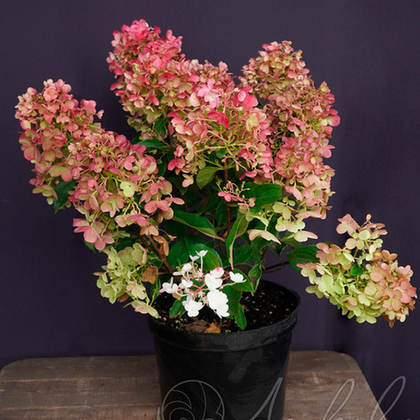 Гортензия метельчатая Little Blossom