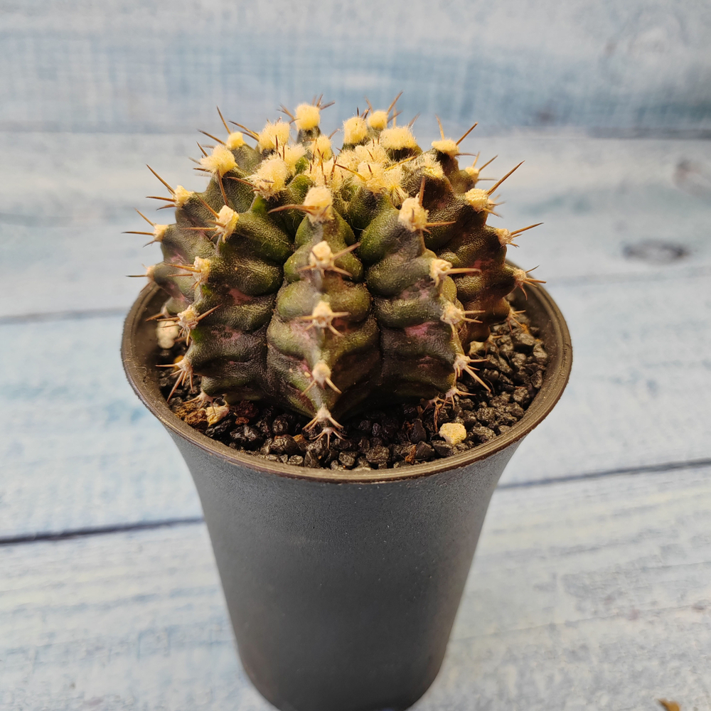 Gymnocalycium T-Rex hybride (Гимнокалициум T-rex)