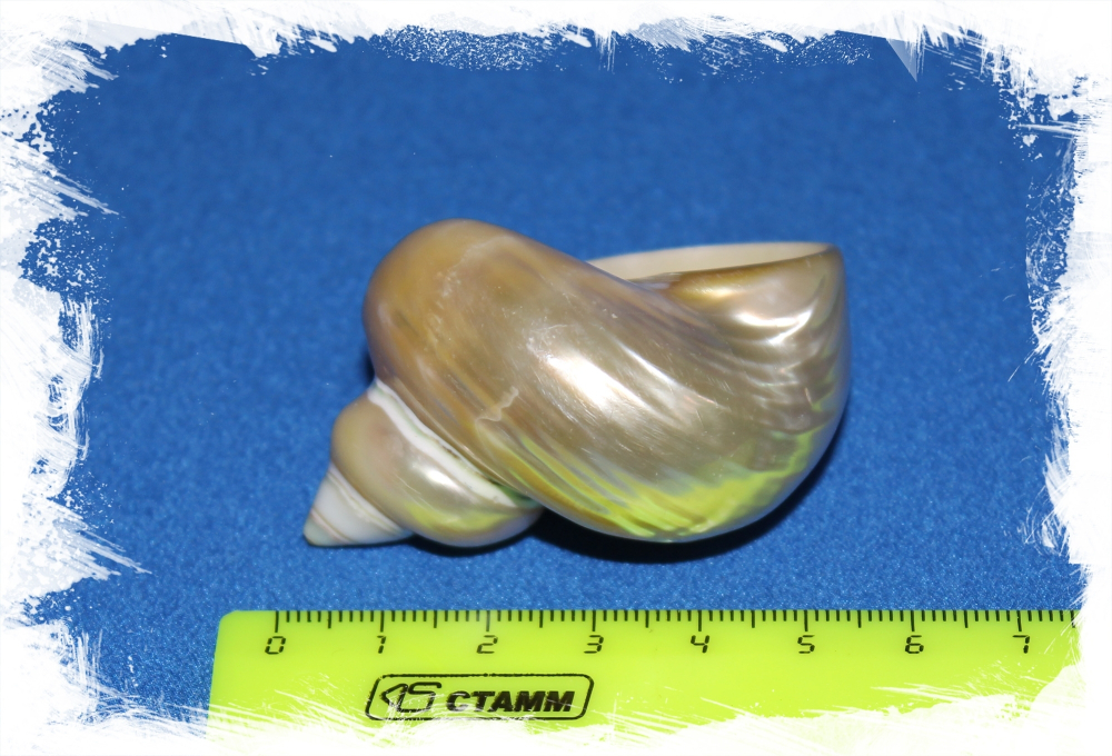 Турбо Голд Перламутровая, 4-5см, 1шт