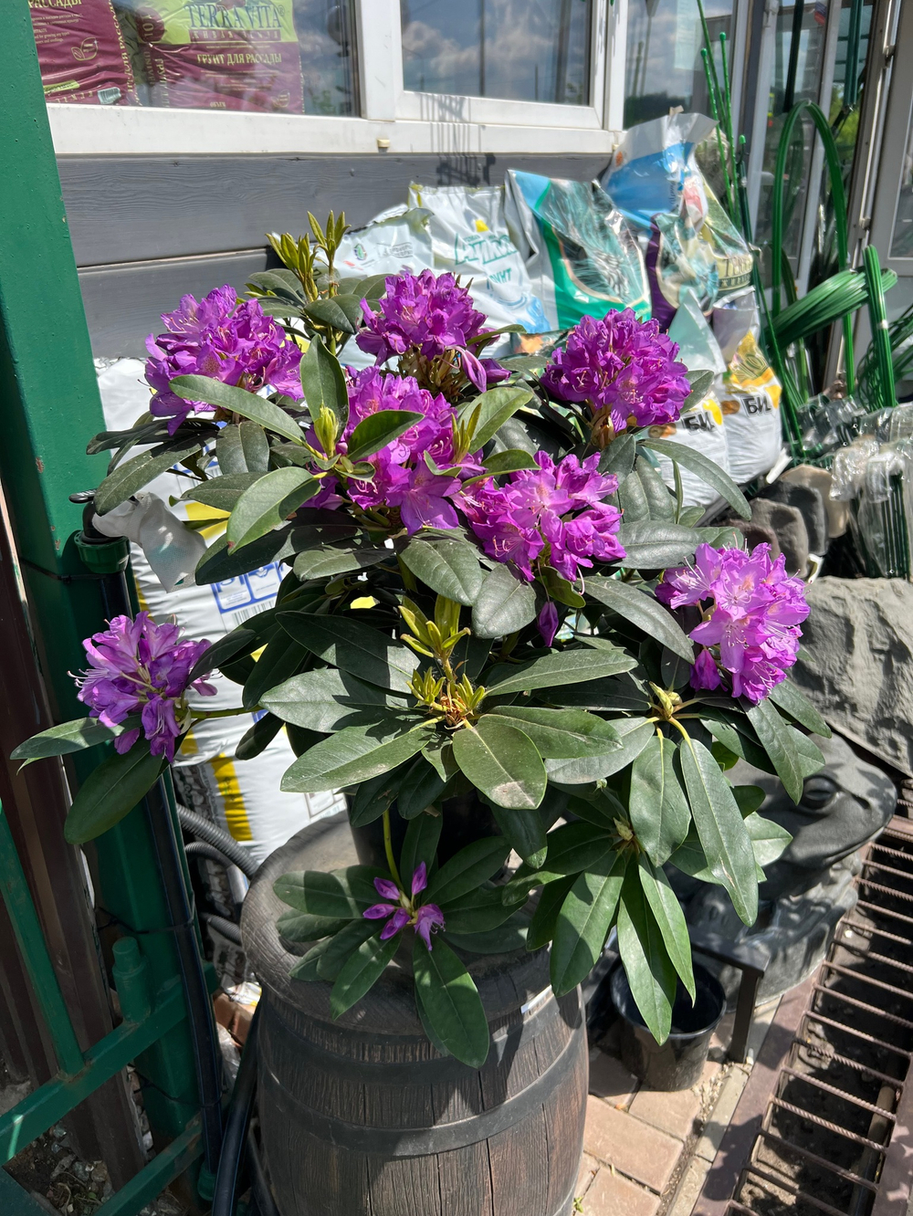 Рододендрон катевбинский Grandiflorum