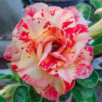 Адениум обесум 285 Phương Lam Mutation