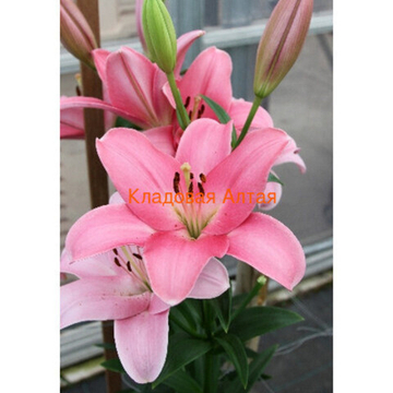 Лилия Тиррено