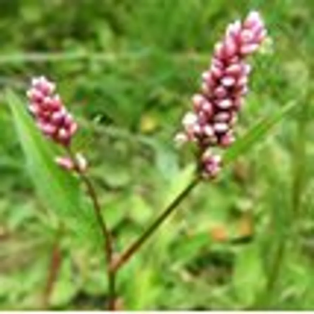 Горец почечуйный (трава)