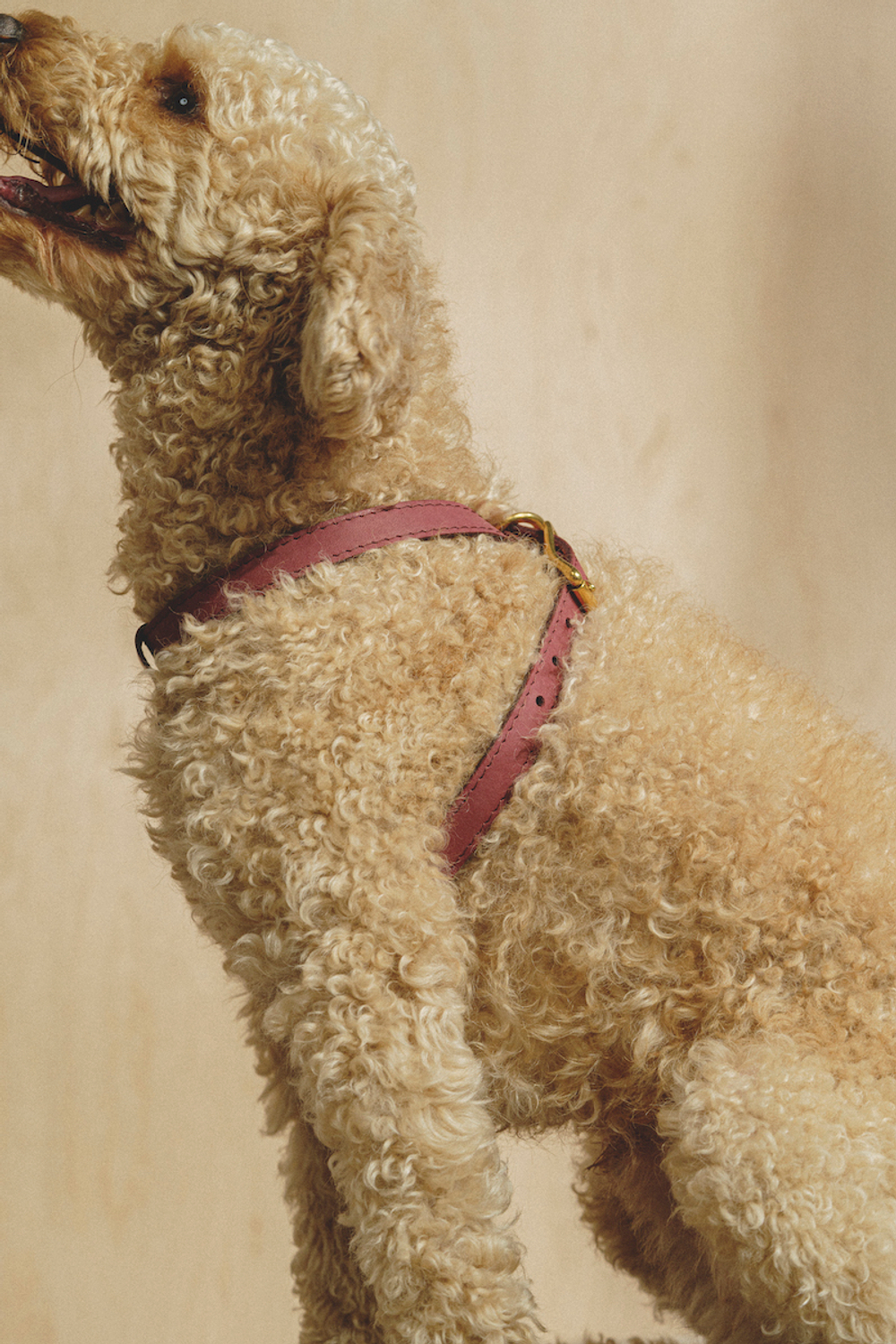 Цельнокожаная шлейка Винный