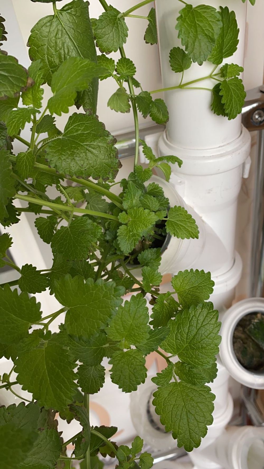 Стаканчик конусный белый d50 h70