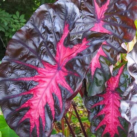 Колоказия REDEMPTION