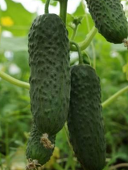 Марс F1 семена огурца партенокарпического (Sakata / Саката)