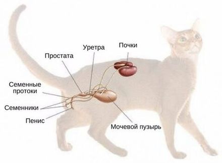 Для здоровья мочеполовой системы