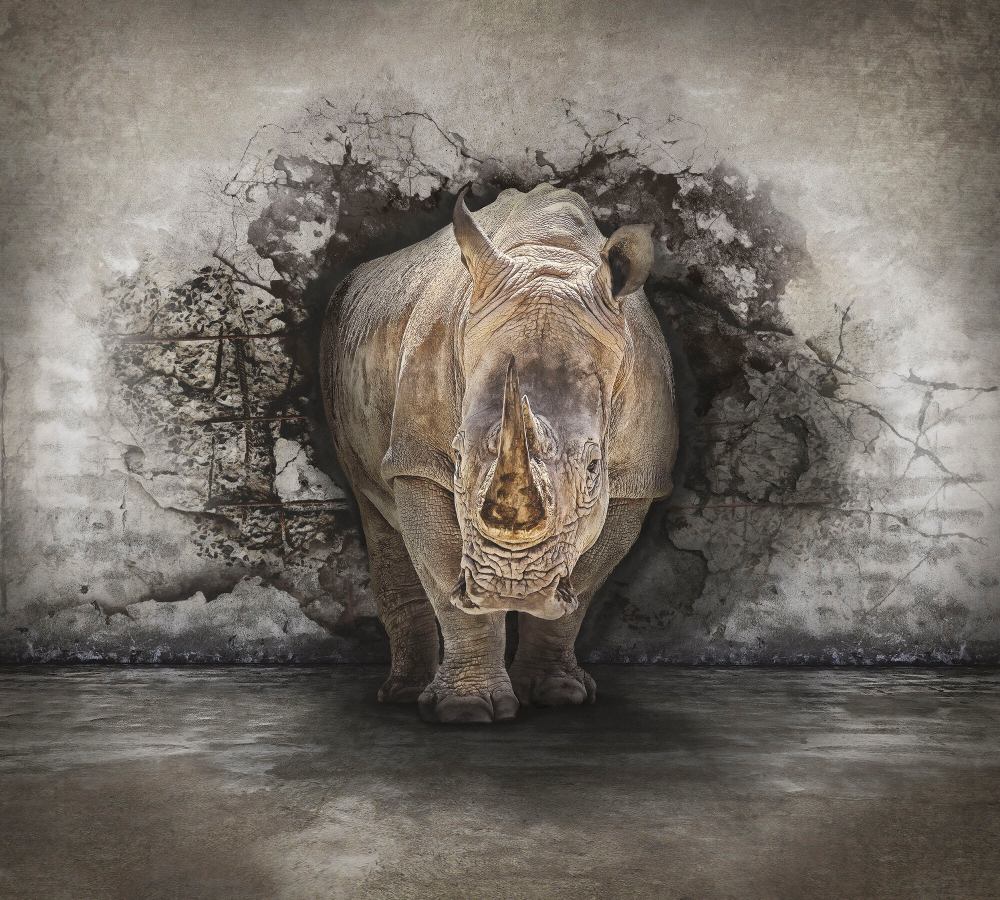 Коллекция Животные