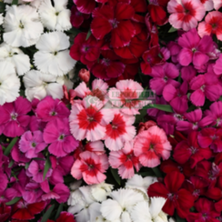 ГВОЗДИКА КИТАЙСКАЯ CORONET MIX | Alexagro