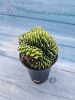 Gymnocalycium Spineless Crested form (Гимнокалициум Кристатный)
