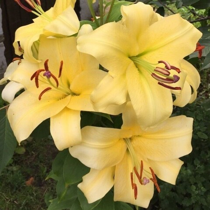 Лилия Элдорет ОТ-гибрид 1шт