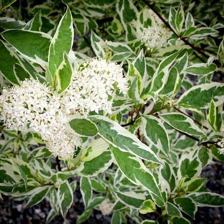 Дёрен белый "Elegantissima"