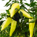 Пируэт F1 семена перца сладкого (Syngenta / Сингента)