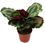 Калатея Медальон