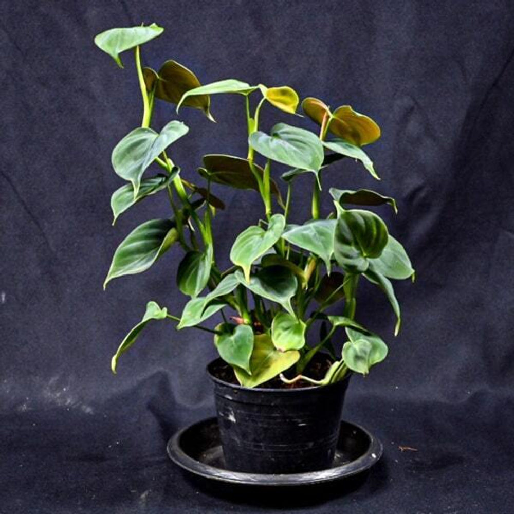 Филодендрон LUPINUM