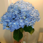 Гортензия Колумбия срезка большая